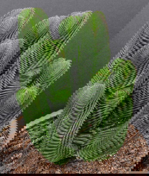 Buddha’s Temple-Best Desert Plants