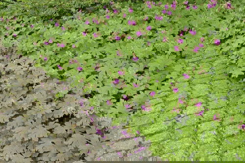 Flowering Ground Cover 1