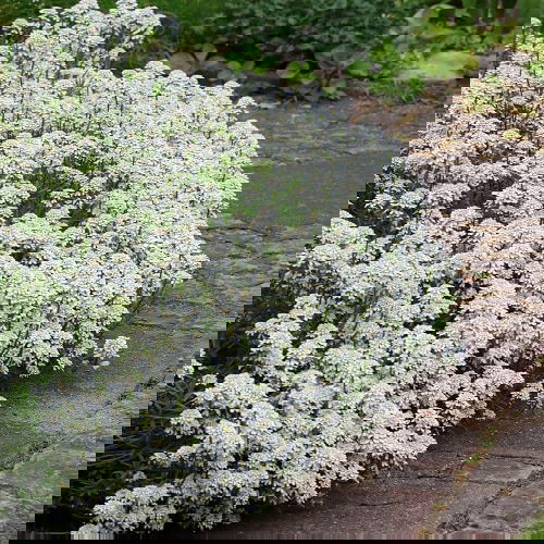 Flowering Ground Cover 19