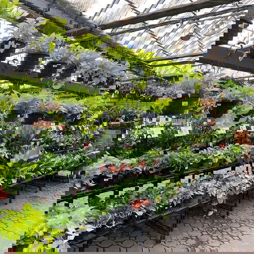 Tiered Greenhouse Shelving
