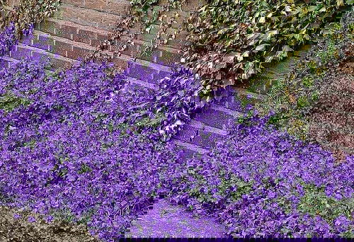 Flowering Ground Cover 11