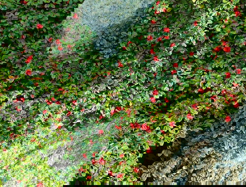 Flowering Ground Cover 29