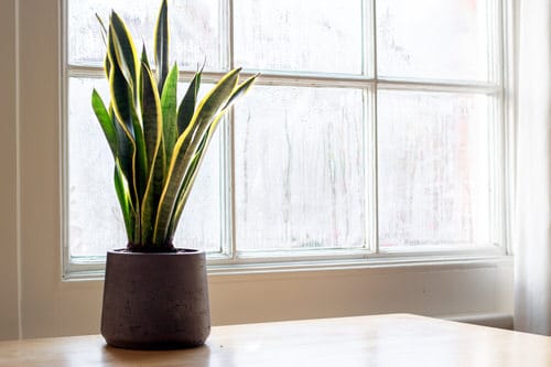 Indoor Snake Plant Display Ideas 4