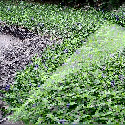 Flowering Ground Cover 13