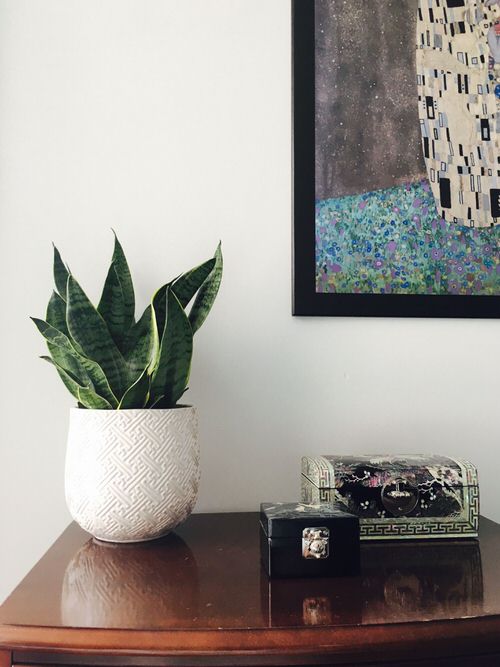 Stunning Snake Plant decor 2