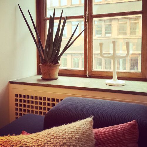 Stunning Snake Plant decor 3