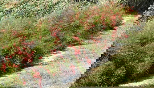 Flowering Ground Cover 15