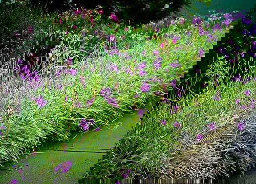 Flowering Ground Cover 17