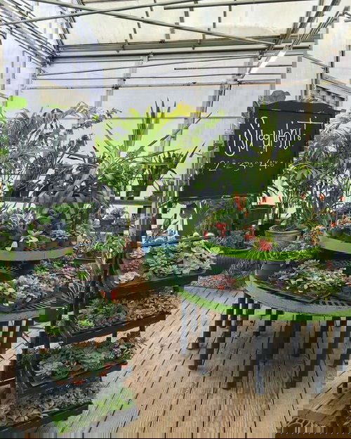 Greenhouse Shelving Ideas Greenhouse For Succulents and Other Plants