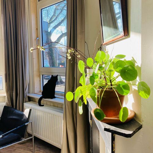 Chinese Money is a Perfect Tabletop House Plant 10