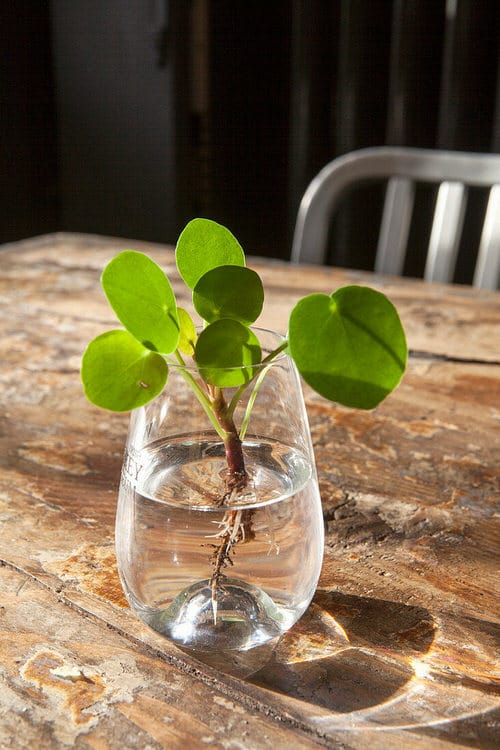 Chinese Money is a Perfect Tabletop House Plant