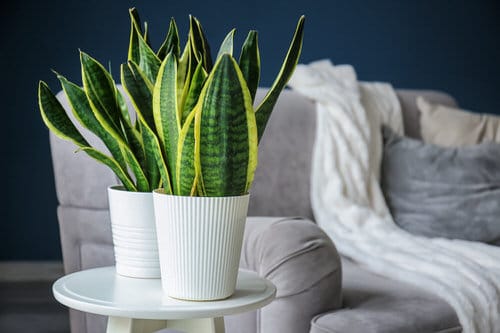  Snake Plant Decoration Ideas