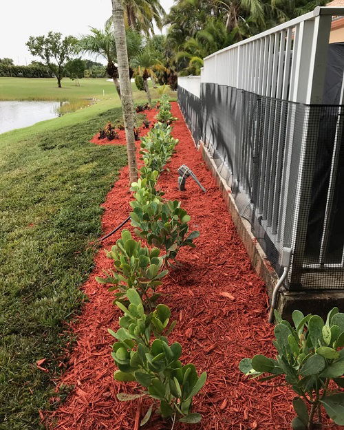 near fence Clusia Landscaping Ideas