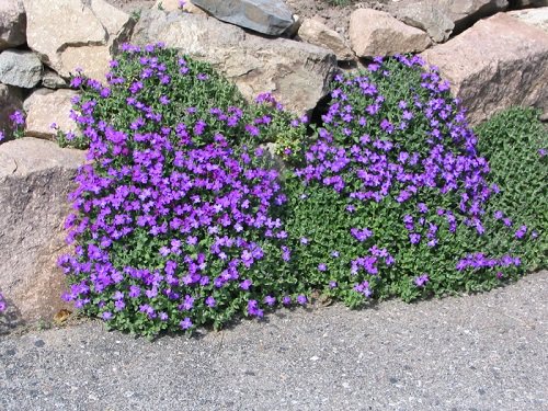 Flowering Ground Cover 35