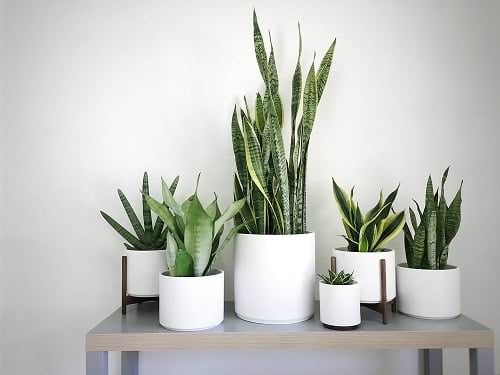 Snake Plant in a kitchen