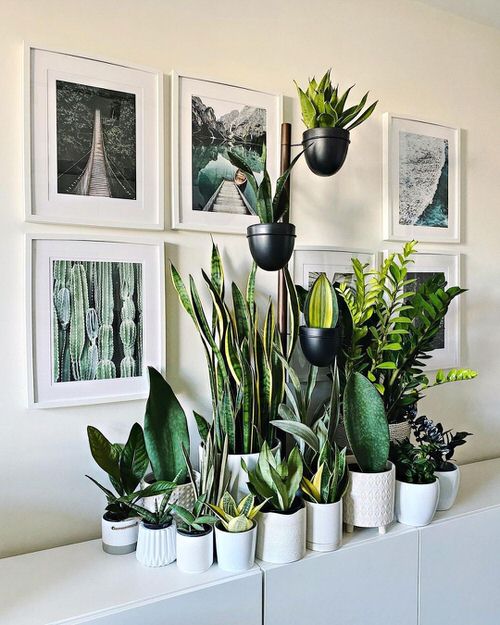Beautiful Houseplants for Interior  21