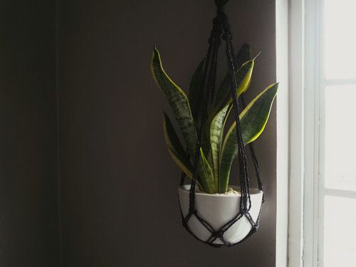 Snake Plant hanging ideas