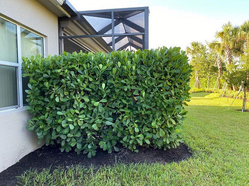 Tall Clusia Hedge near house