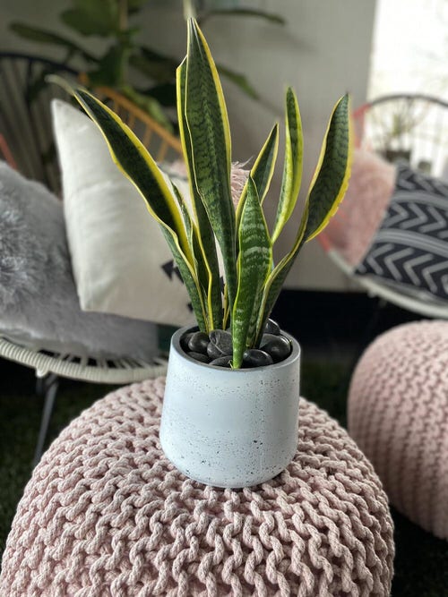 Snake Plant hanging ideas 2