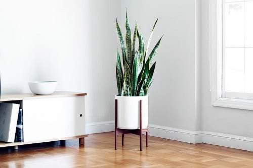 Snake Plant in a kitchen 3