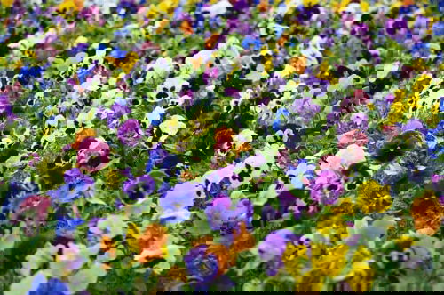 Flowering Ground Cover 23