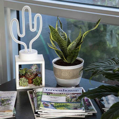 Snake Plant hanging ideas 3