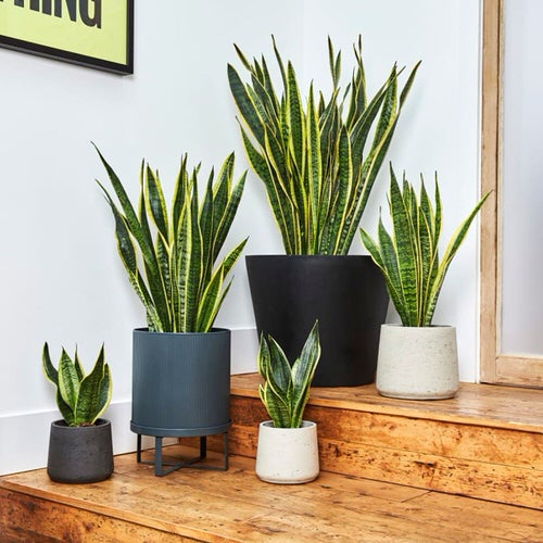 Snake Plant in a kitchen 4