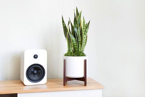 Snake Plant hanging ideas 5