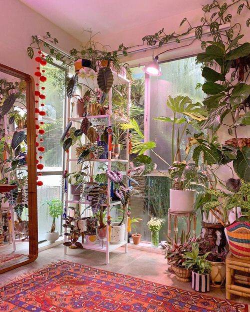 Beautiful Houseplants for Interior 25