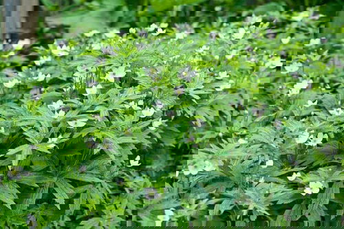 Flowering Ground Cover 21