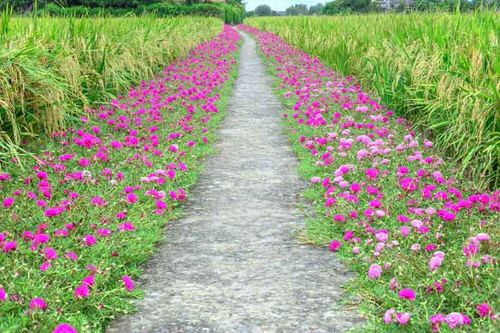 Flowering Ground Cover 3