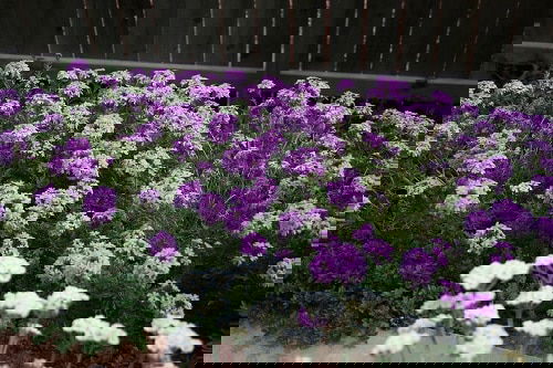 Flowering Ground Cover 31