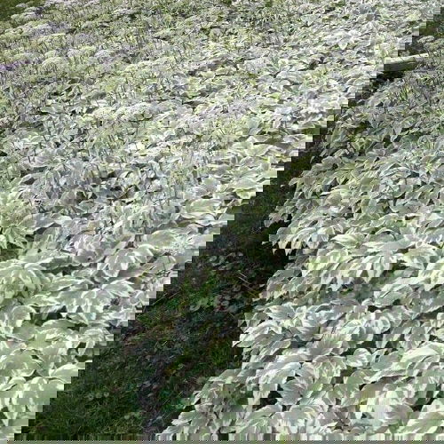 Flowering Ground Cover 33