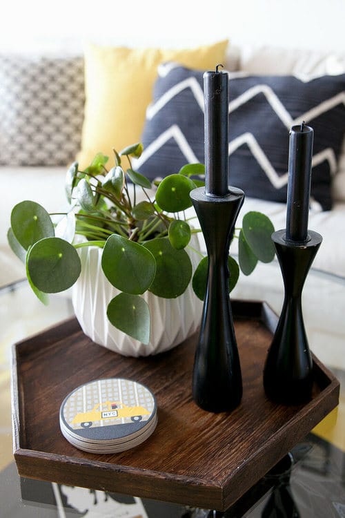 Chinese Money is a Perfect Tabletop House Plant 2