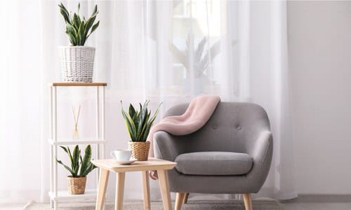 Snake Plant Decoration Ideas 2
