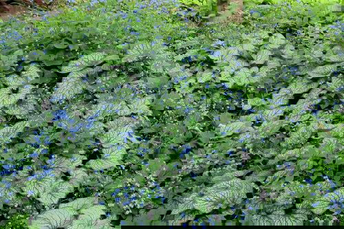 Flowering Ground Cover 37