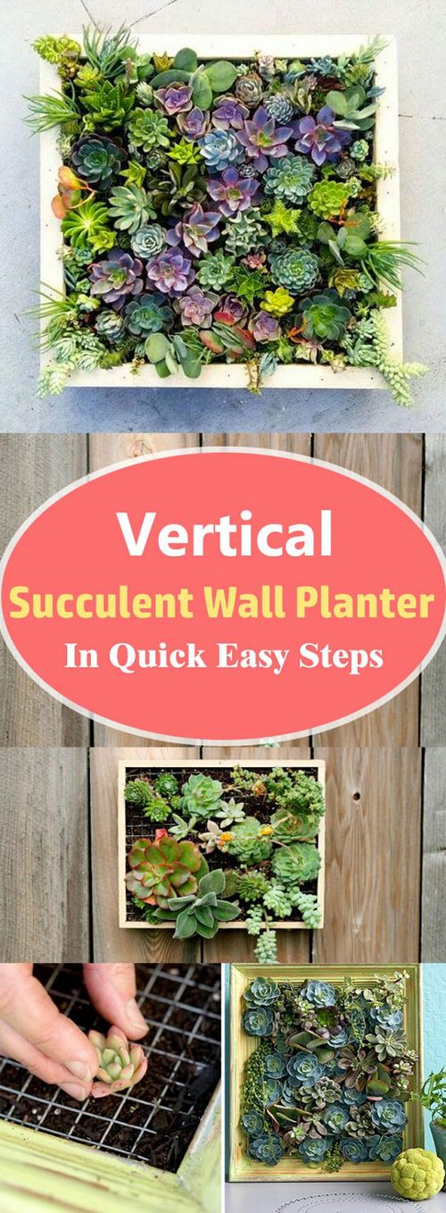Diy Vertical Succulent Wall Planter