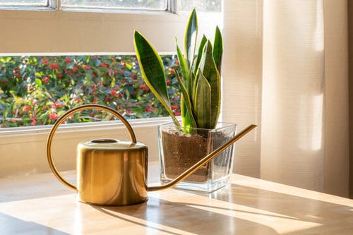  Snake Plant Decoration Ideas 3