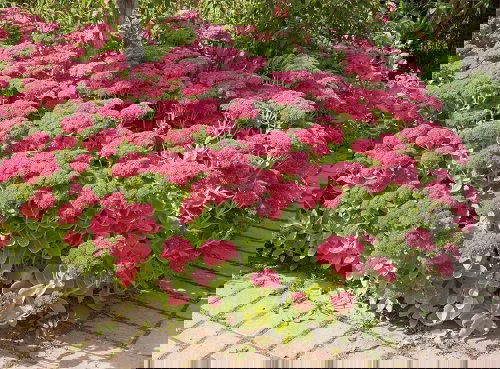 Best Desert Plants