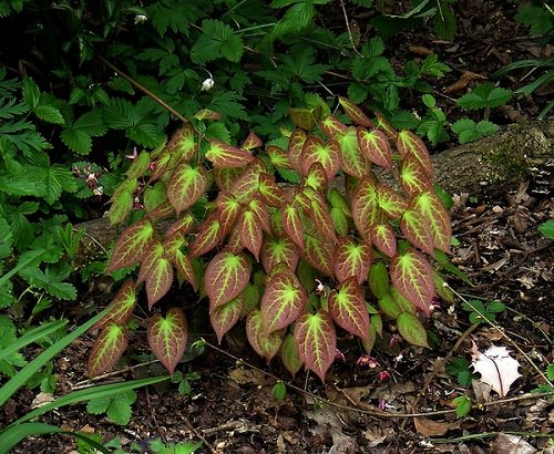 Flowering Ground Cover 39