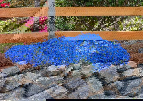 Flowering Ground Cover 25