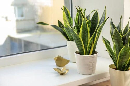 Indoor Snake Plant Display Ideas