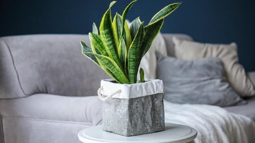 Indoor Snake Plant Display Ideas 2