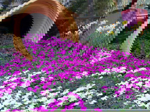 Flowering Ground Cover 9