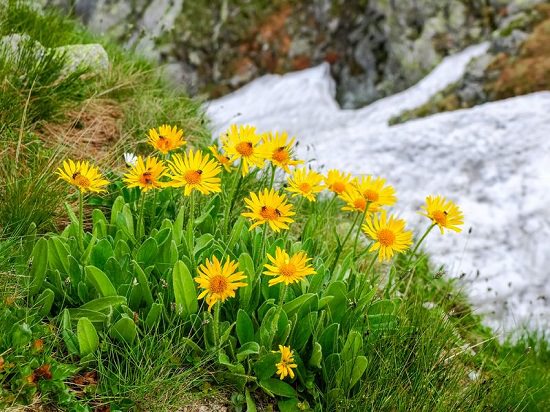 Best Russian Flowers 10