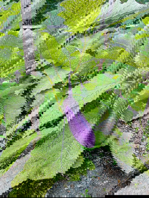 grow tasty vegetable 2