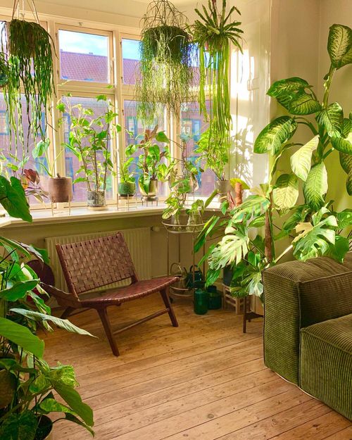 Beautiful Houseplants for Interior 4