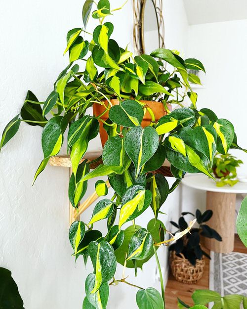 Colorful Interior Ideas with Beautiful Houseplants 10