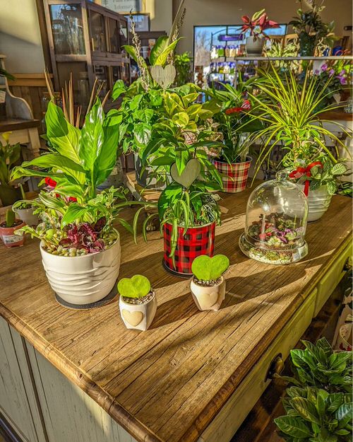 Beautiful Houseplants for Interior 8