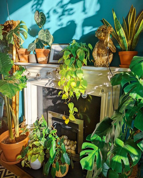 Beautiful Houseplants for Interior 13
